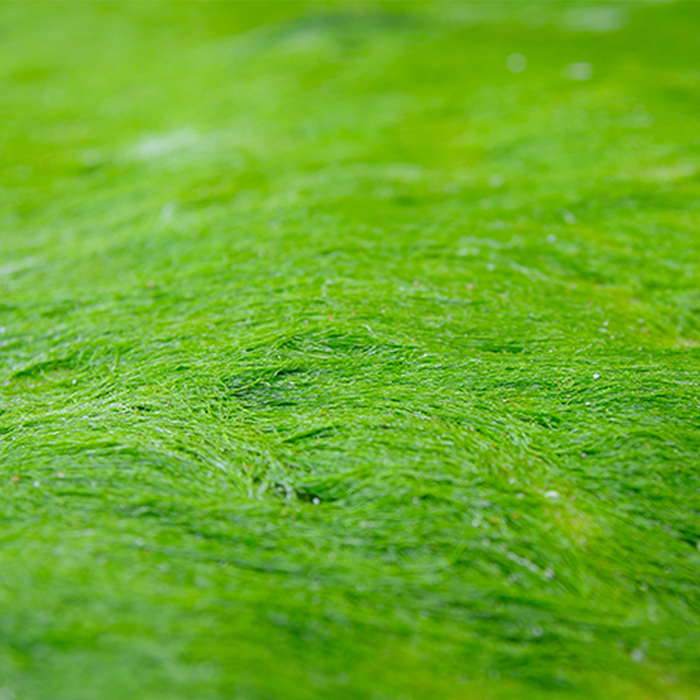 Chlorella Tablets Organic - Image 2