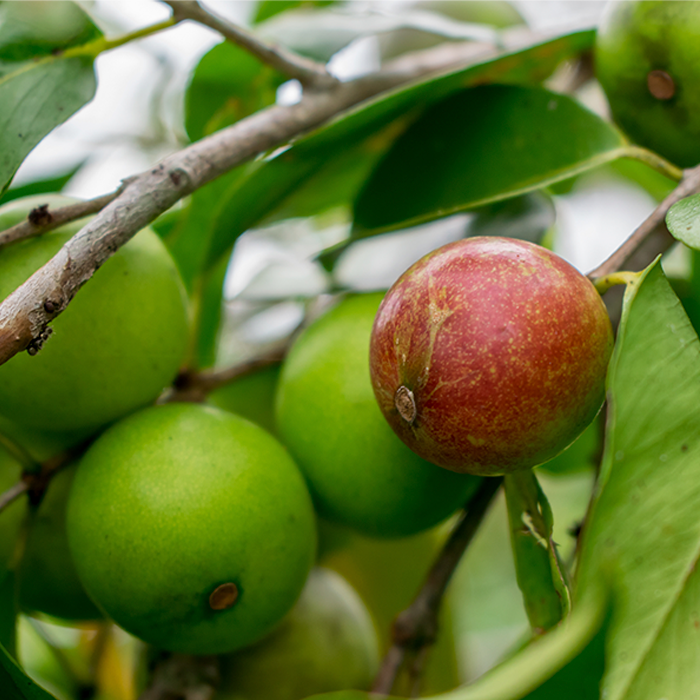 Camu Camu Powder Organic - Image 2