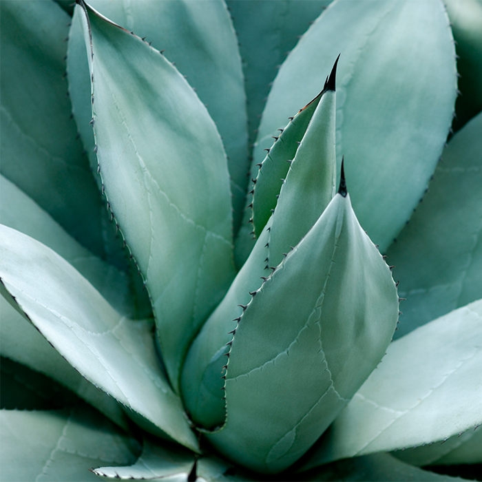 Agave Syrup Raw Organic - Image 2