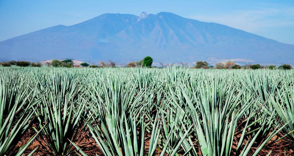 Agave Syrup Raw Organic - Image 3