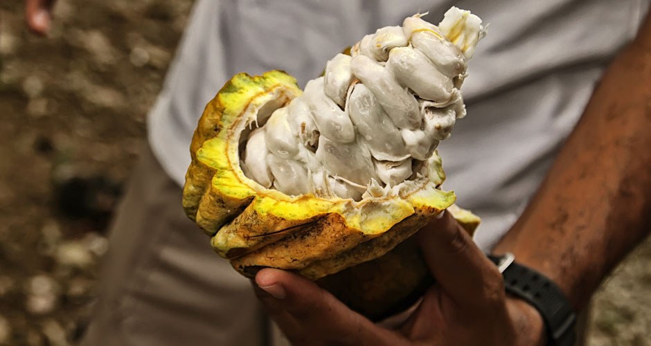 Cacao Butter Block Organic - Image 2