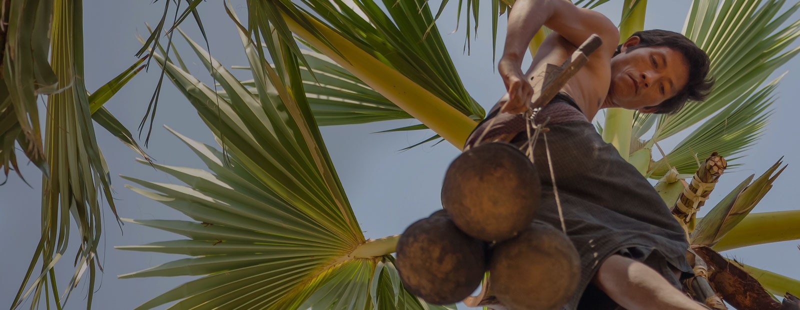 Cacao Nibs Roasted Organic - Image 2