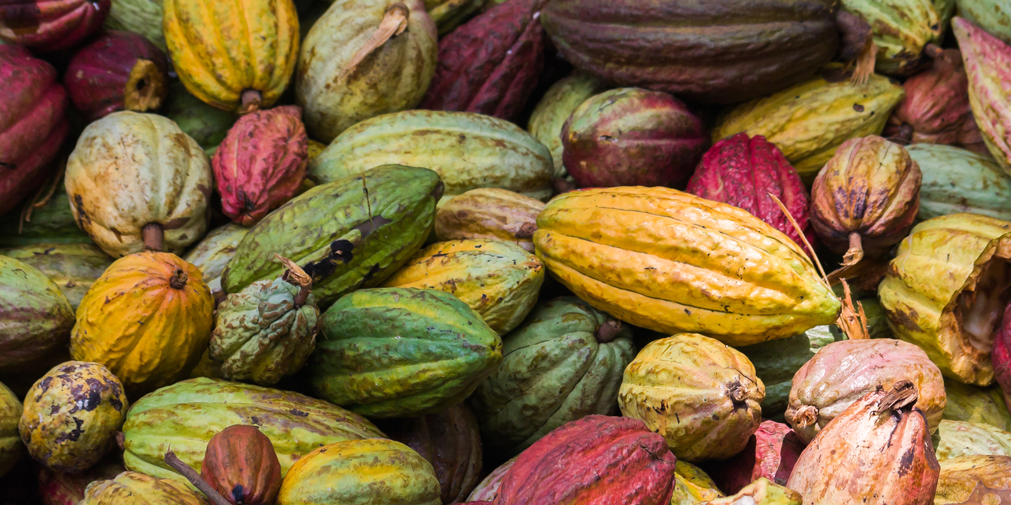 Cacao Paste Wafers Raw Organic - Image 3