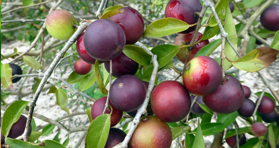 Camu Camu Powder Organic - Image 3