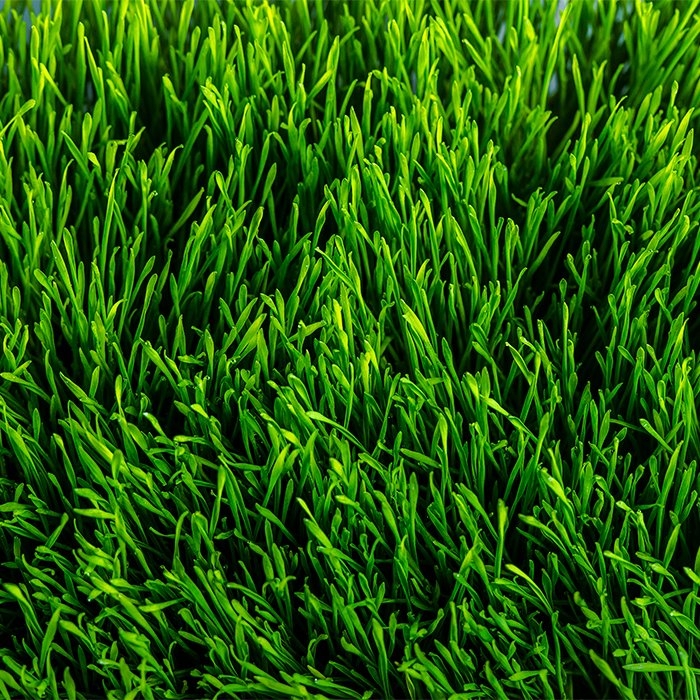 Wheatgrass Powder Organic - Image 2