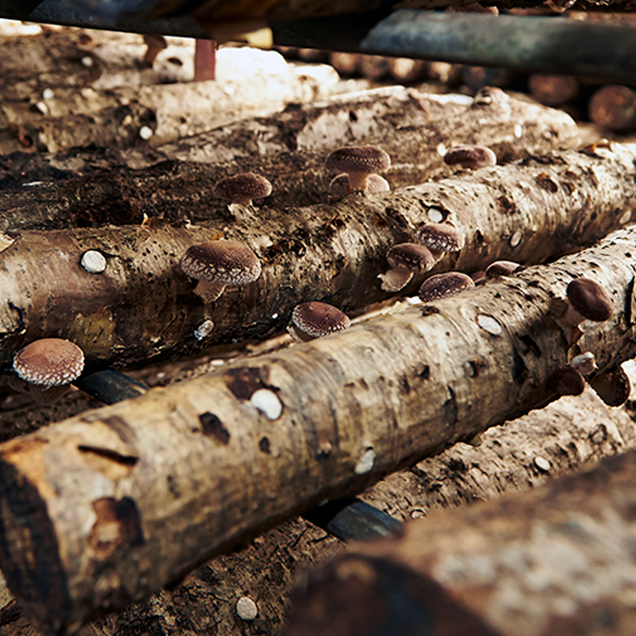 Shiitake Mushroom Powder Organic - Image 3