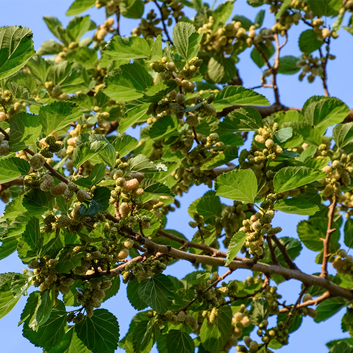 Mulberries Dried White Organic - Image 2