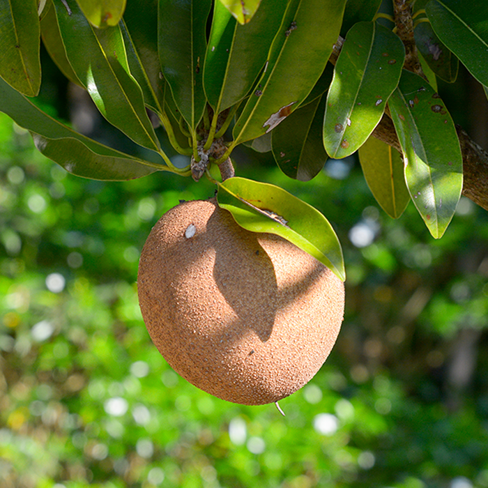 Lucuma Powder Organic - Image 2