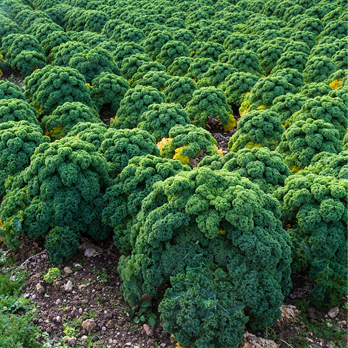Kale Powder Organic - Image 2