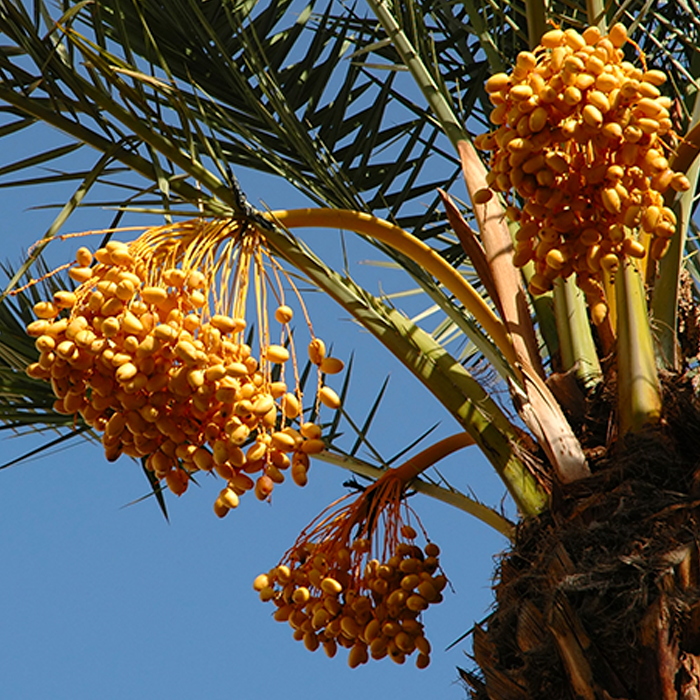 Date Powder Organic - Image 2