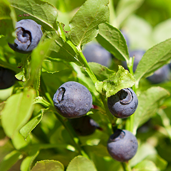 Blueberry Powder Organic - Image 2