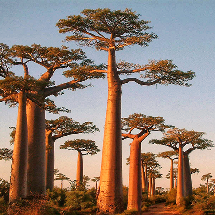 Baobab Powder Organic - Image 2