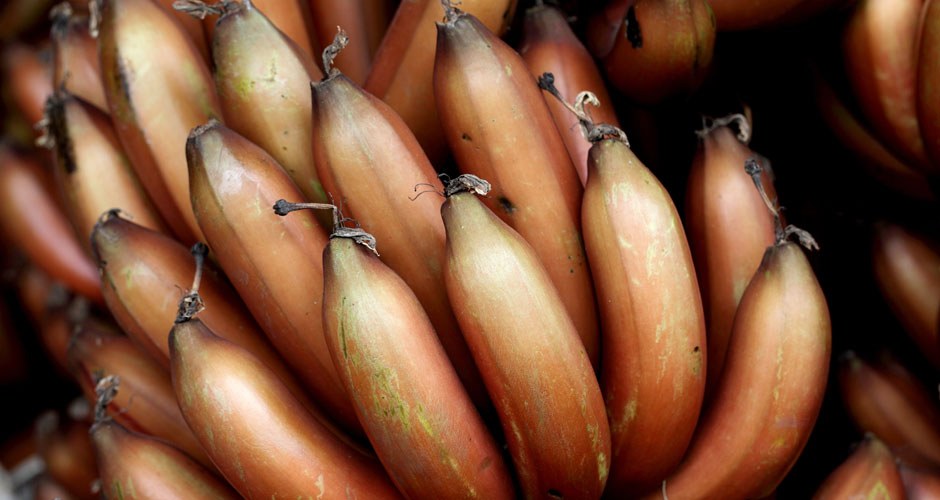 Banana Powder Organic - Image 3