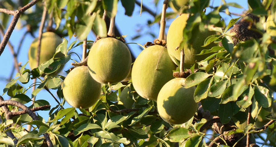 Baobab Powder Organic - Image 3