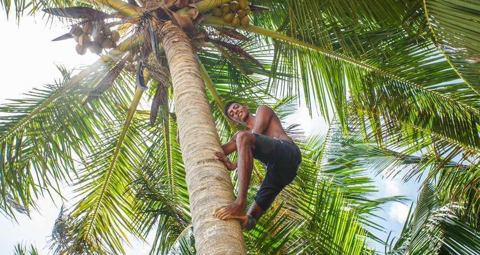 Coconut Flour Organic - Image 3