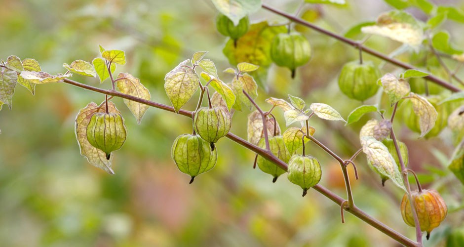 Golden Berries / Incan Berries Organic - Image 3