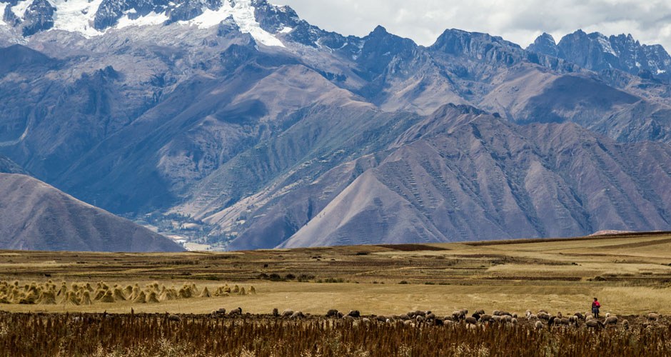Maca Powder Organic - Image 3
