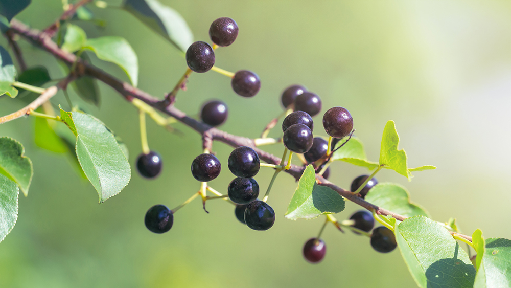 Maqui Berry Powder Organic - Image 2