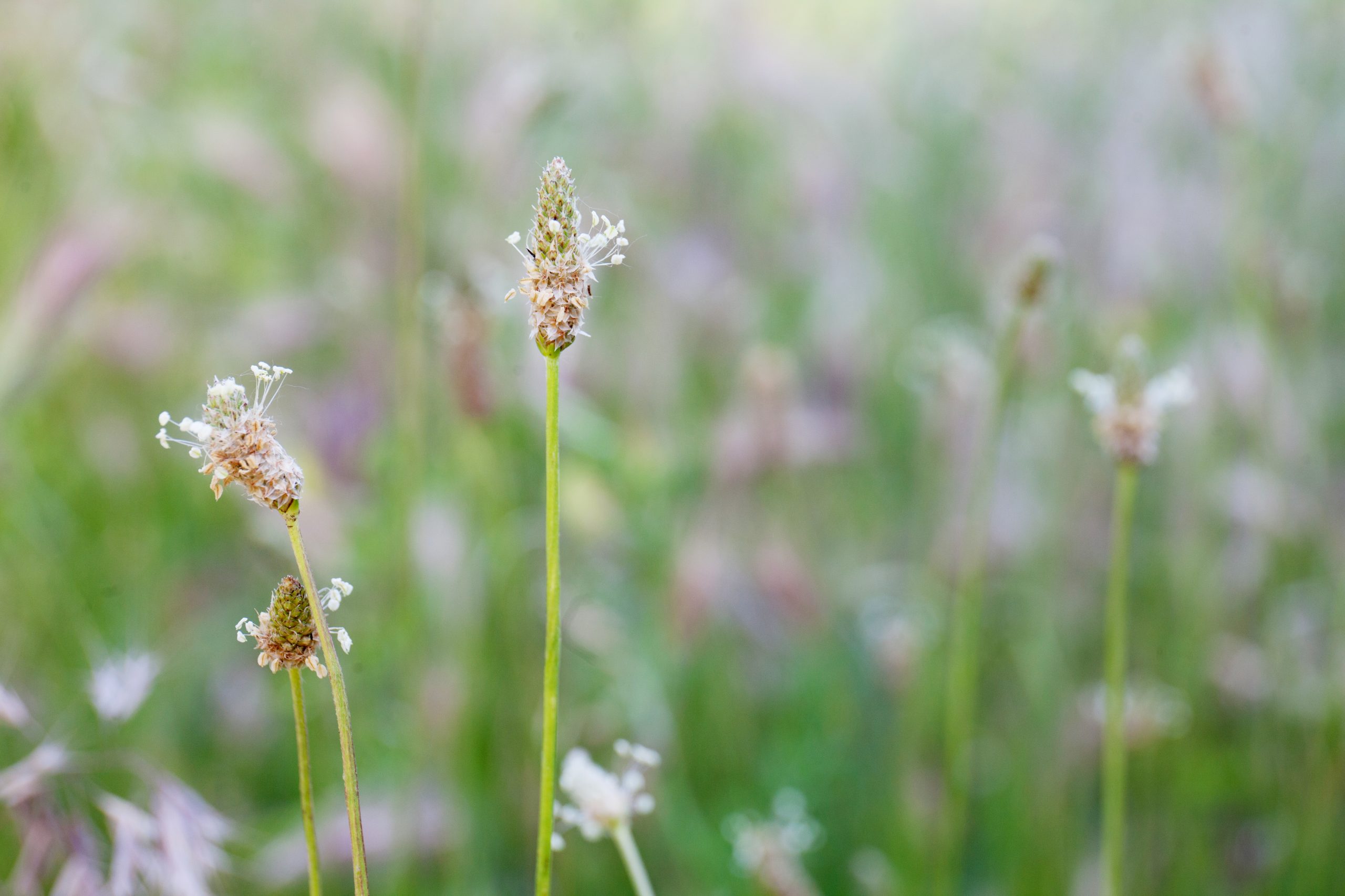 Psyllium Powder Organic - Image 2