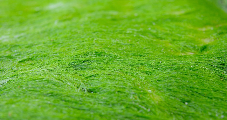 Spirulina Powder Organic - Image 2