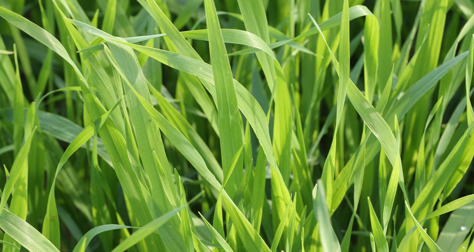 Wheatgrass Powder Organic - Image 3